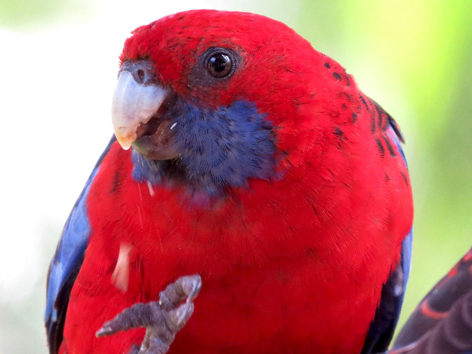 The rosella that took Mike's finger