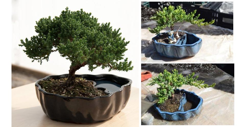 Zen Reflections Juniper Bonsai