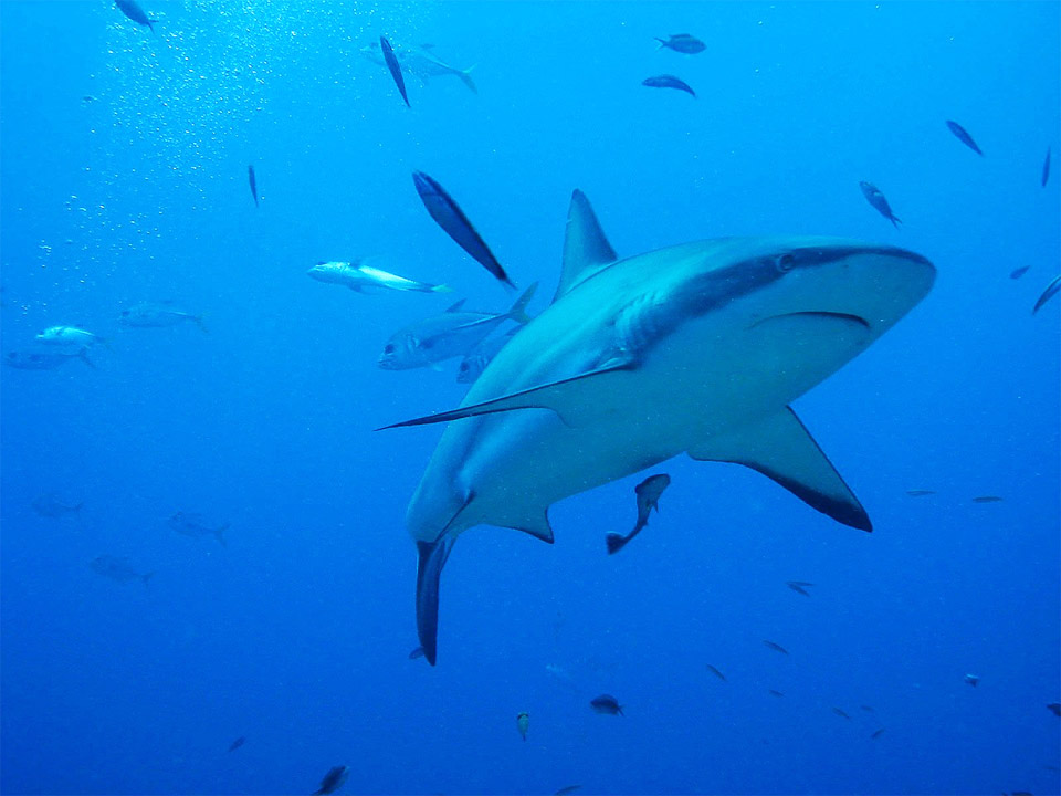 Shark in Roatan Honduras